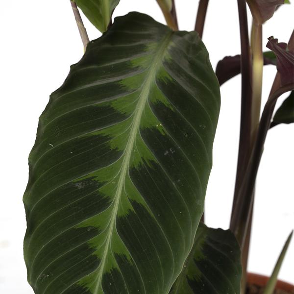 Calathea Warscewiczii – Pfauenpflanze – Ø19cm x H70cm – Samtige Zimmerpflanze mit gemusterten Blättern – Für schattige Standorte – Pflegeleicht – Direkt aus der Gärtnerei