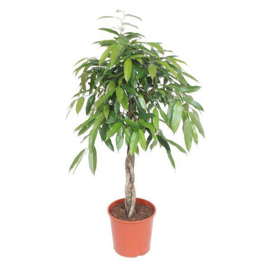 Ficus Amstel King – Schmalblättriger Gummibaum – 140 cm hoch – Ø30 cm – Zimmerpflanze mit geflochtenem Stamm – Pflegeleicht & luftreinigend – Ideal für Wohnzimmer & Büro