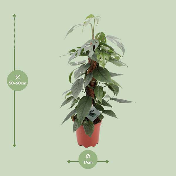 Efeutute - Epipremnum Pinnatum Cebu Blau - Zimmerpflanze - Ø17cm - ↕60cm