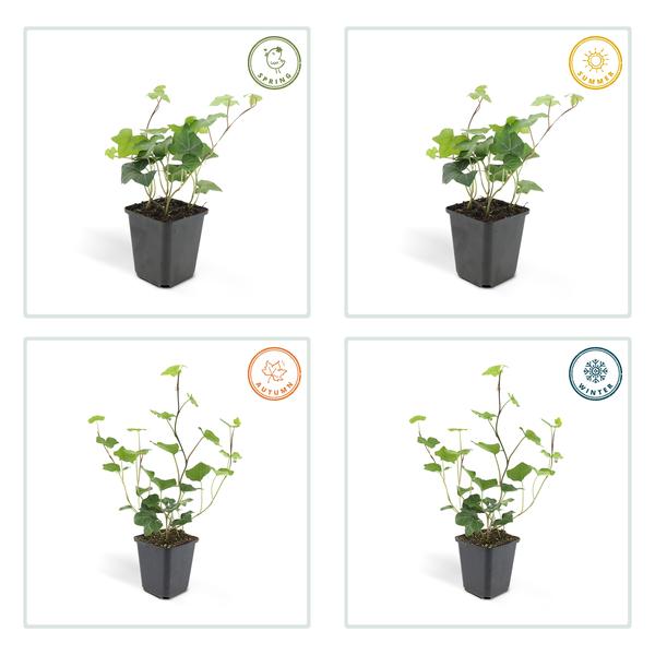 Großblättriger Irischer Efeu - Hedera Hibernica - ↕10-25cm - Ø9cm - 40 Stück