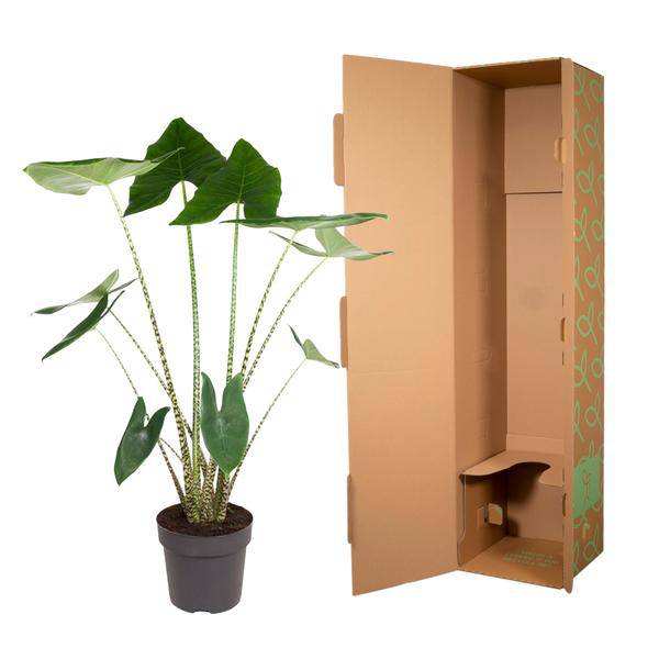 Tiger-Pfeilblatt – Alocasia Zebrina – Zimmerpflanze – 130cm – Ø32cm – tropische Grünpflanze mit Zebramuster-Stielen – dekorative Indoor-Pflanze