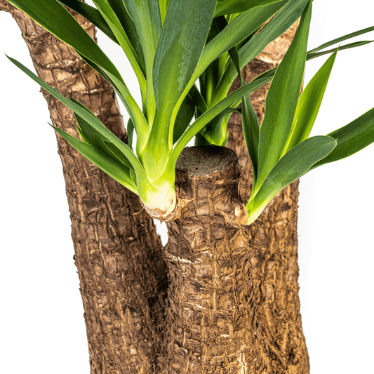 Riesen-Palmlilie - Yucca Elephantipes - Zimmerpflanze - Ø24cm - ↕90-100cm – Pflegeleicht & robust – Luftreinigend