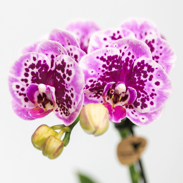Phalaenopsis Orchidee Rosa Lilac Diamond-Linie – Zimmerpflanze – Ø9cm – Einzigartige Muster