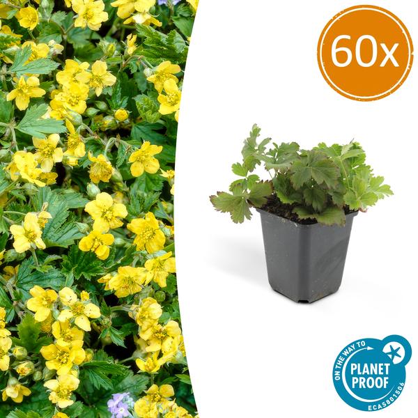 Waldsteinie - Waldsteinia ternata - ↕10-25cm - Ø9cm - 60 Pflanzen – Robuste Bodendeckerpflanze mit gelben Blüten – Sonnig & Halbschattig – Pflegeleicht