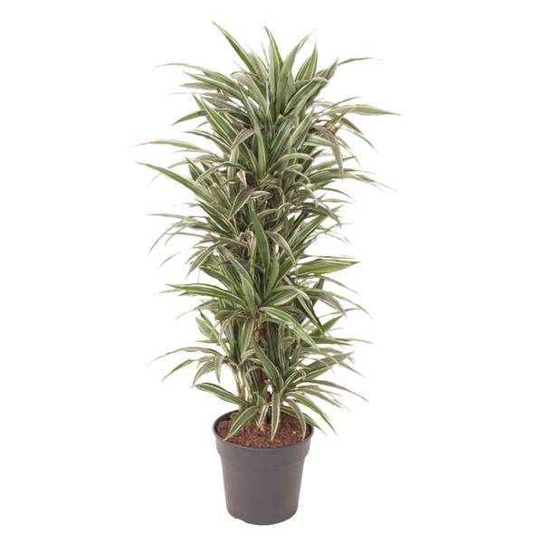 Drachenbaum - Dracaena Warneckei - Zimmerpflanze -140cm - ø31cm
