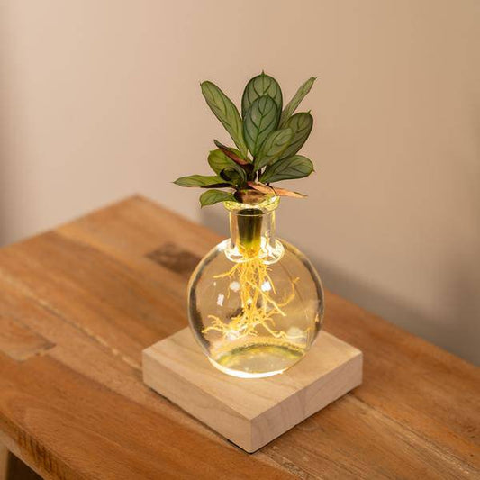 Calathea Hydroponie-Mischung im Samoa Glas mit LED Beleuchtung – Ø12cm – 10cm hoch – pflegeleichte Zimmerpflanze ohne Erde – dekoratives grünes Laub