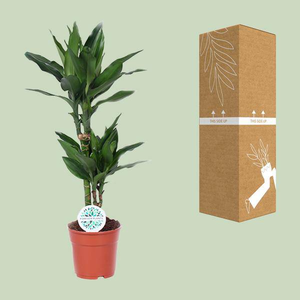 Drachenbaum - Dracaena Janet Lind - Zimmerpflanze - Ø17cm - ↕70cm