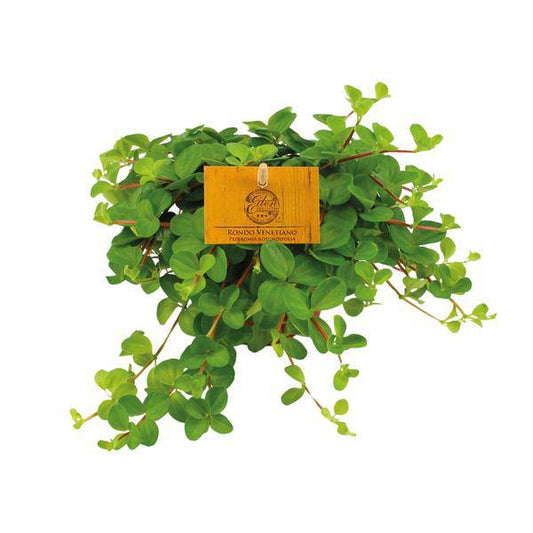 Zwergpfeffer - Peperomia Rotundifolia - Zimmerpflanze - Ø11cm - ↕15cm