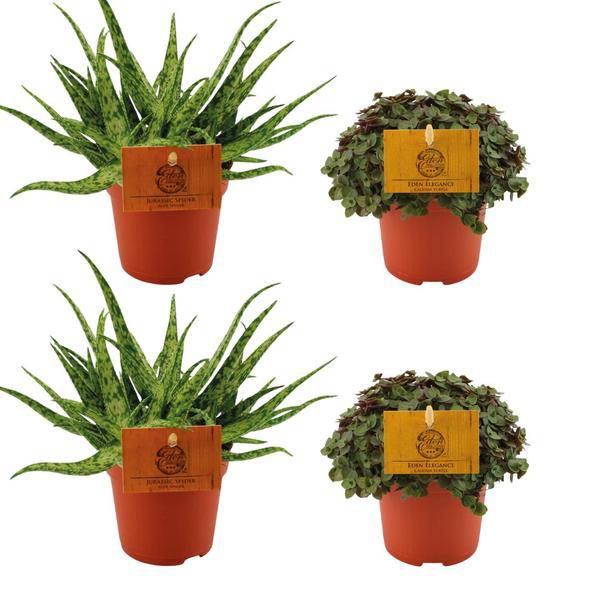 Aloe Spider + ,Callisia Turtle – 4 Zimmerpflanzen im Set – Ø10.5cm – ↕10cm – Pflegeleichte Sukkulenten & Grünpflanzen – Dekorativ & robust – Für Fensterbank, Wohnzimmer & Büro