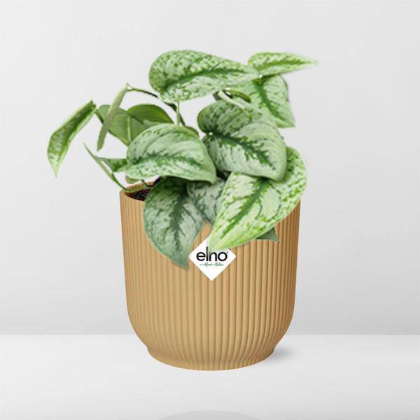 Efeutute - Scindapsus Pictus 'Trebie' - Zimmerpflanze + Topf Vibes Fold 14cm Gelb