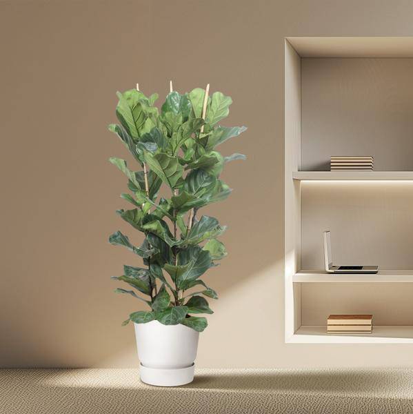 Geigen-Feige - Ficus Lyrata - Zimmerpflanze - 180cm - ø34cm