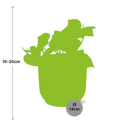 Efeutute - Epipremnum Pinnatum 'Aureum' - Zimmerpflanze + Topf Vibes Fold 14cm Rosa