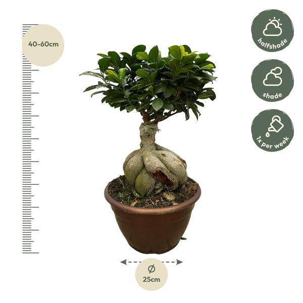 Ficus Microcarpa Ginseng – Feigenbaum Bonsai – Zimmerpflanze ↕50cm – Ø25cm – Exotische Pflanze mit verdrehten Wurzeln & kompakter Krone – Elegante Deko für Wohnzimmer & Büro