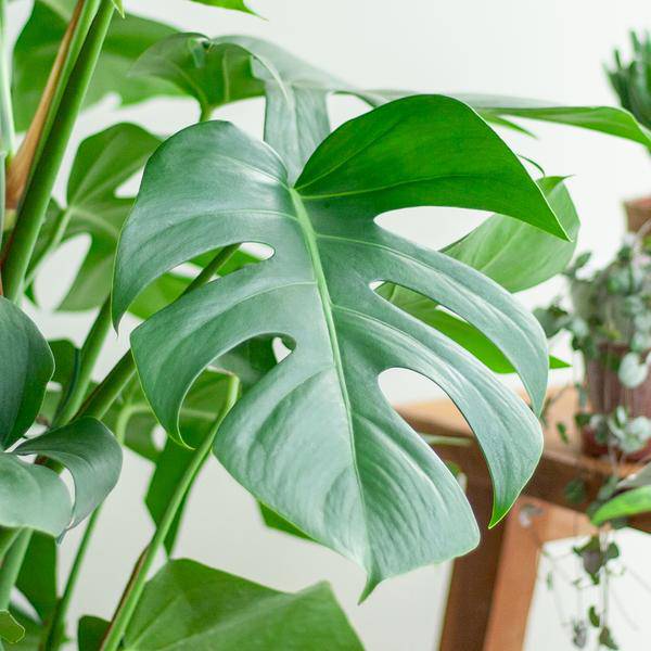 Monstera Deliciosa – Köstliches Fensterblatt – Zimmerpflanze – 120 cm – Ø24 cm – inkl. Pflanzkorb Torun – Trendige Blattstruktur, pflegeleicht, tropisches Flair