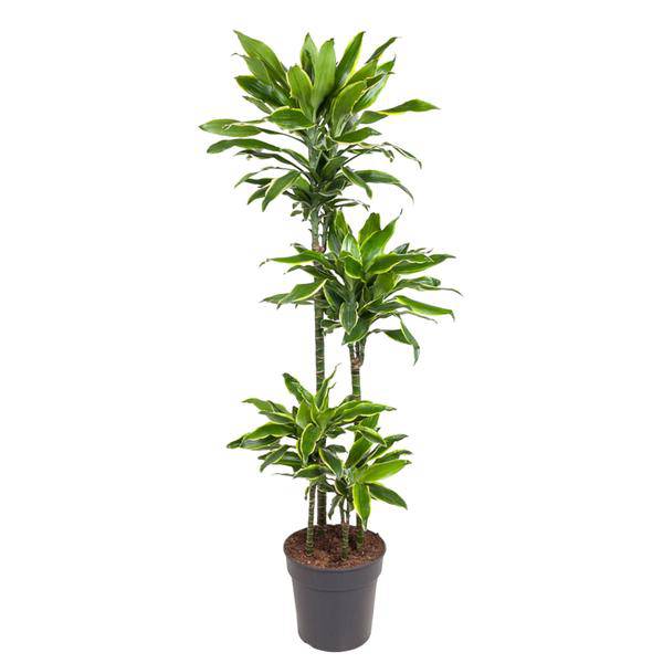 Drachenbaum - Dracaena Golden Coast - Zimmerpflanze - 140cm - ø27cm