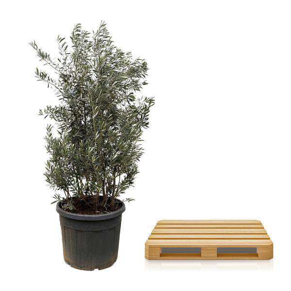 Olivenbaum - Olea Europaea Strauch - 225cm - Ø50cm