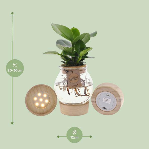 Clusia In Sphärischem Glas + Schnappkorken + LED - Ø12cm - ↕30cm