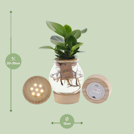 Clusia In Sphärischem Glas + Schnappkorken + LED - Ø12cm - ↕30cm