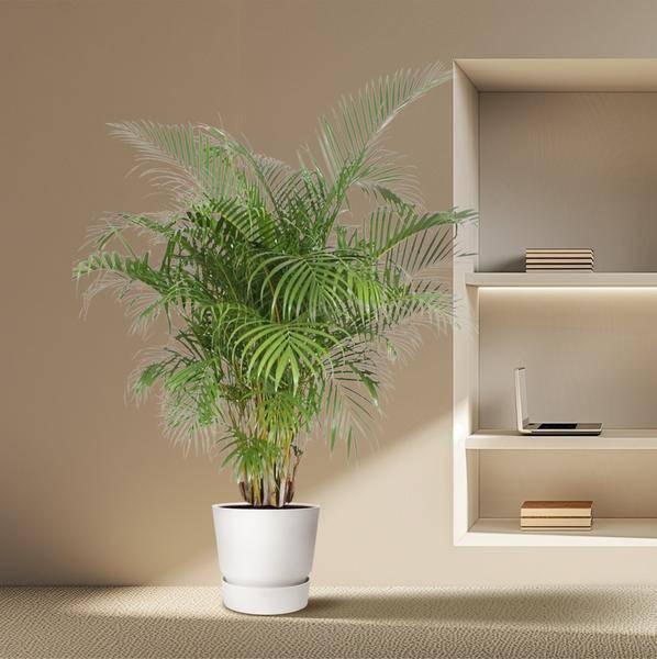 Goldfruchtpalme Dypsis Lutescens – Areca-Palme – 200cm hoch – Ø40cm – Große tropische Zimmerpflanze mit federartigen Blättern – Pflegeleicht & dekorativ – Für Wohnzimmer, Büro & Innenräume