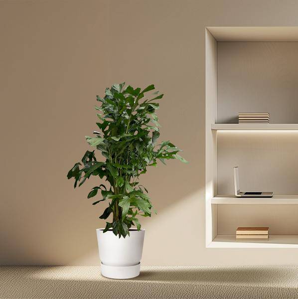 Caryota Mitis – Fischschwanzpalme – Zimmerpflanze ca. 170cm – ø24cm – Tropische XL-Palme mit gefiederten Blättern für Wohnzimmer, Büro & Wintergarten