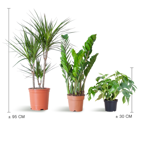 Schatten-Pflanzset – Zimmerpflanzen – Shade Plant Box – Ideal für Halbschatten – Pflegeleichte Indoor-Pflanzen-Mischung