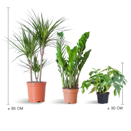 Schatten-Pflanzset – Zimmerpflanzen – Shade Plant Box – Ideal für Halbschatten – Pflegeleichte Indoor-Pflanzen-Mischung