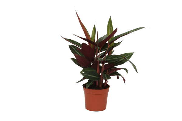 Calathea Stripestar – Korbmarante – Ø12cm – 40cm hoch – Zimmerpflanze mit dekorativen Blättern – Luftreinigend & pflegeleicht