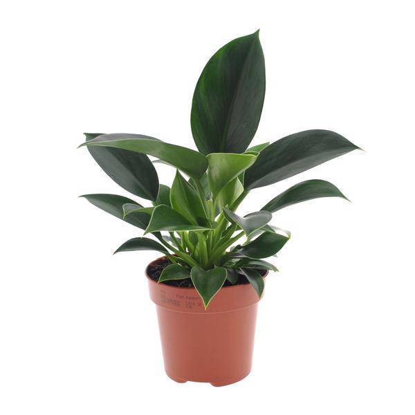 Baumfreund - Philodendron Green Princess - Zimmerpflanze - Ø12cm - ↕25cm