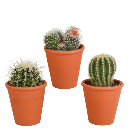 Kaktus - Bolcactus - Mix - 8,5 cm - Zimmerpflanze - im Terrakotta-Topf