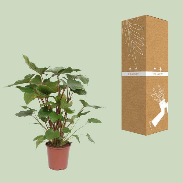 Homalomena Rubescens Maggy - Zimmerpflanze - Ø24cm - ↕90cm