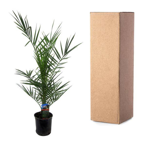 Phoenix Canariensis – Kanarische Dattelpalme – Exotische Zimmer- und Kübelpflanze – Palme für Garten, Terrasse & Wohnung – Ø15cm – ↕80cm