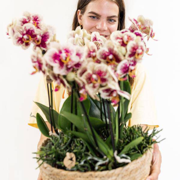 Einlage mit Wasserreservoir für Orchideenschale – Bewässerungssystem für Orchideen – Jungle-Bouquet 3x9cm + 3x WaterWicks – Selbstbewässerung für Kolibri Orchideen – Ø25cm