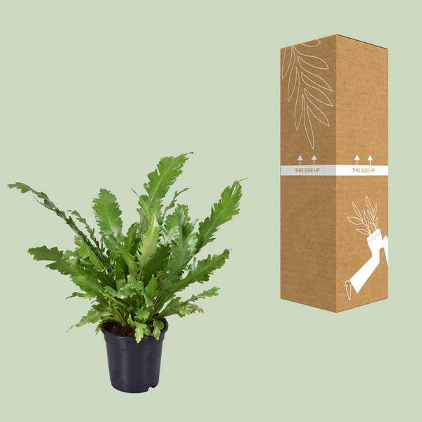 Nestfarn - Asplenium Nidus - Zimmerpflanze - Ø17cm - ↕45cm
