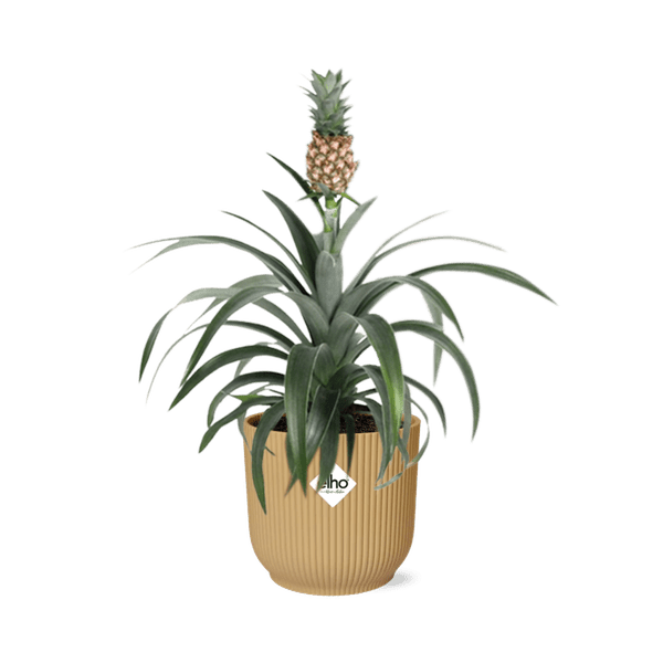 Ananaspflanze - Ananas Mi Amigo - Zimmerpflanze + Topf Vibes Fold 14cm Gelb