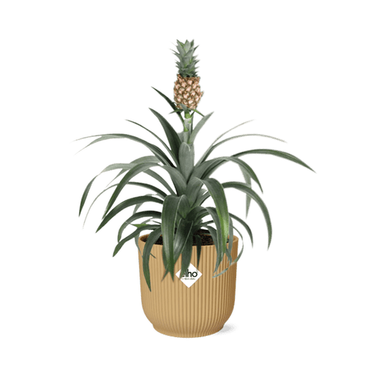 Ananaspflanze - Ananas Mi Amigo - Zimmerpflanze + Topf Vibes Fold 14cm Gelb