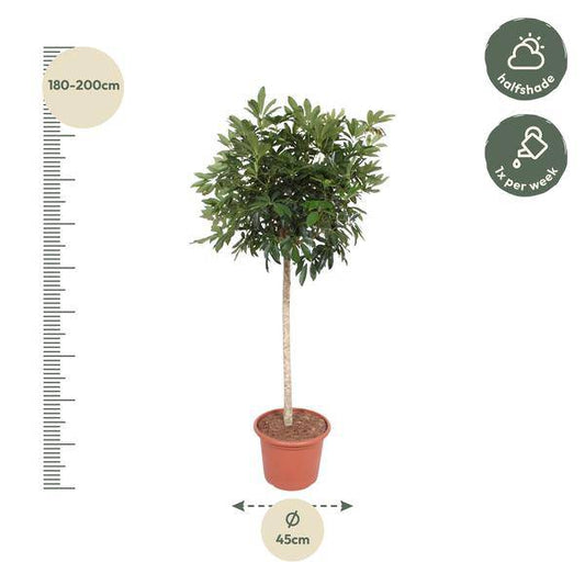 Strahlenaralie – Schefflera Arboricola Compacta – Große Zimmerpflanze 190 cm – Immergrün & Pflegeleicht – Ø45 cm Topf – Ideal für Büro & Wohnzimmer