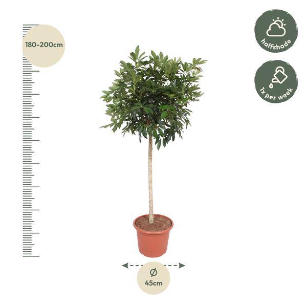Strahlenaralie – Schefflera Arboricola Compacta – Große Zimmerpflanze 190 cm – Immergrün & Pflegeleicht – Ø45 cm Topf – Ideal für Büro & Wohnzimmer
