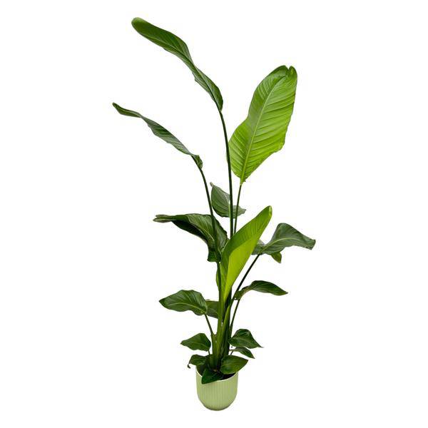 Strelitzia Nicolai – Baum-Strelitzie – Zimmerpflanze ca. 130cm – ø18cm – inkl. Pflanzgefäß Vibes Fold Grün – Weißer Paradiesvogel – Tropische Grünpflanze für Wohnzimmer, Büro & Wintergarten