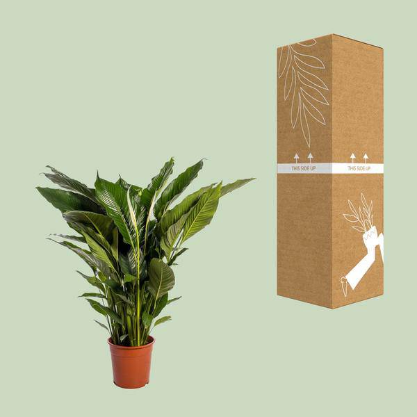 Einblatt - Spathiphyllum Sweet Sebastiano - Zimmerpflanze - Ø24cm - ↕110cm