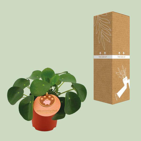 Chinesischer Geldbaum - Pilea Peperomioides - Zimmerpflanze - Ø11cm - ↕15cm