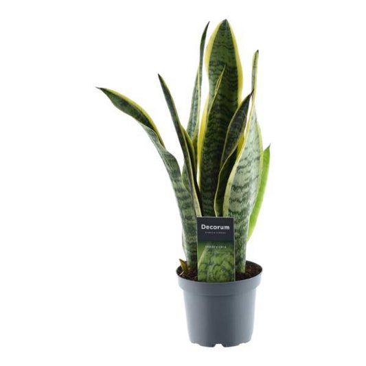 Sansevieria Laurentii – Bogenhanf – Zimmerpflanze – Pflegeleichte Grünpflanze – Luftreinigend – Exotische Blattschmuckpflanze – Ø12cm – ↕45cm