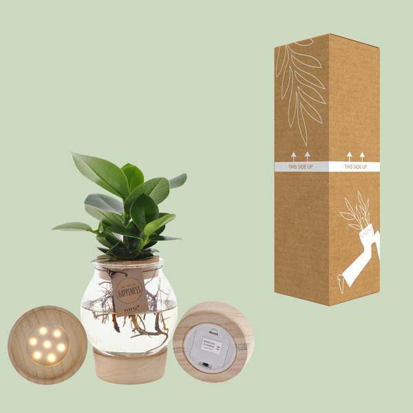 Clusia In Sphärischem Glas + Schnappkorken + LED - Ø12cm - ↕30cm