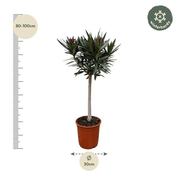 Rosenlorbeere - Nerium Oleander auf Stiel mit rosa Blüte - 90cm - Ø22cm