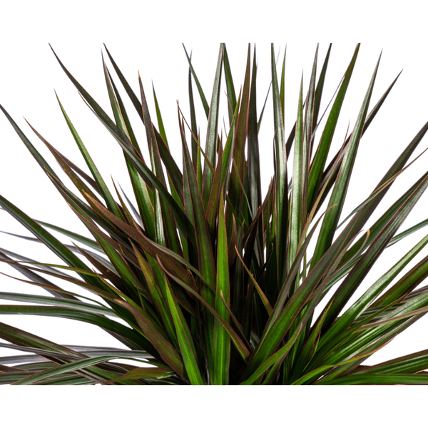 Dracaena Marginata Magenta – Drachenbaum – Zimmerpflanze – Ø17cm – ↕50-70cm – Pflegeleichte Grünpflanze mit roten Blatträndern – Luftreinigende Pflanze für Zuhause & Büro