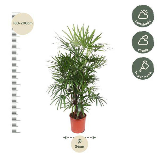 Steckenpalme – Rhapis Excelsa – Zimmerpflanze 190cm – Ø34cm – Pflegeleichte Damenpalme für Wohnzimmer, Büro & Wintergarten – Luftreinigende Palme