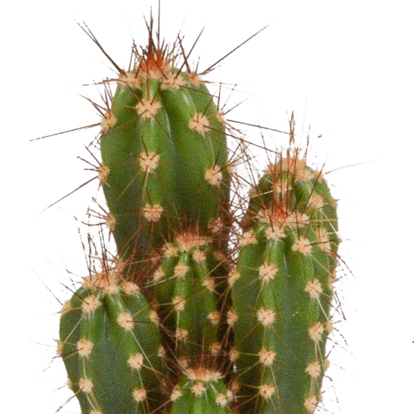 Kakteen - Mix - 5,5 cm - 5 Stück