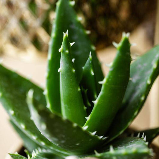 Sukkulente Aloe Brevifolia – Grüne, Stachelige Zimmerpflanze – Ø9cm – Pflegeleicht & Robust – Ideal für helle Standorte ohne direkte Sonne