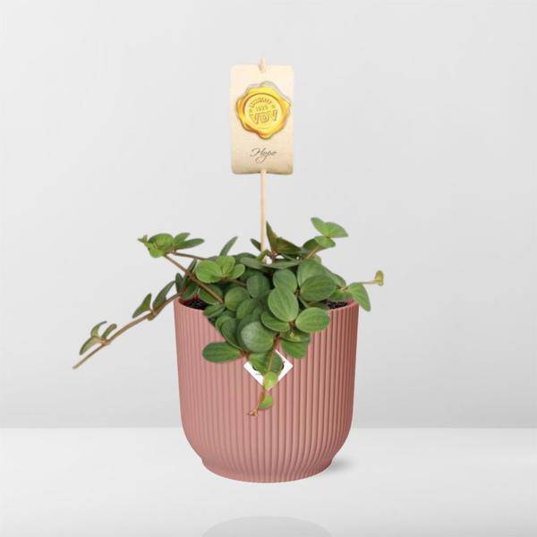 Zwergpfeffer - Peperomia 'Hope' - Zimmerpflanze + Topf Vibes Fold 14cm Rosa