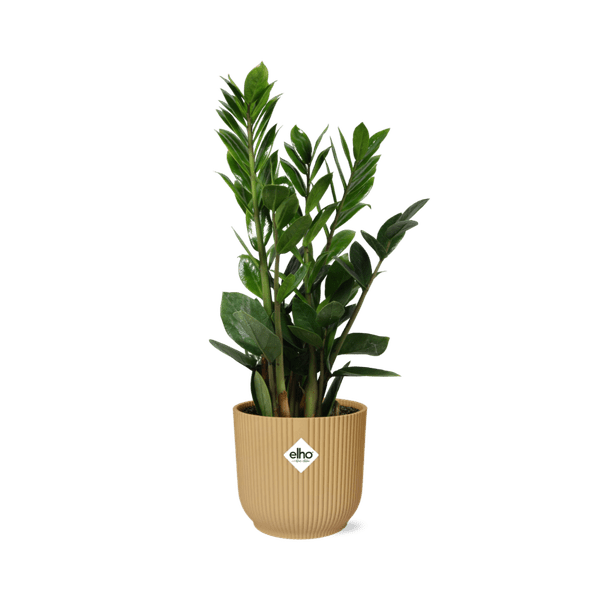 Glücksfeder Zamioculcas – 45-50cm Zimmerpflanze inkl. Ziertopf Vibes Fold Gelb Ø14cm – Pflegeleichte Grünpflanze mit glänzenden Blättern – Für Wohnzimmer, Büro & schattige Standorte