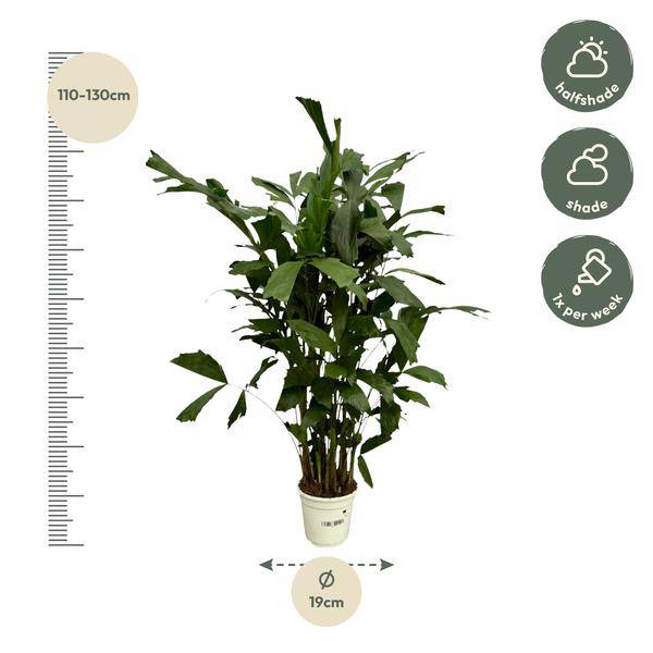Fischschwanzpalme – Caryota Mitis – Tropische Zimmerpflanze ↕120cm – Ø19cm – Exotische Palme mit gefiederten Blättern – Elegante Grünpflanze für Wohnzimmer, Büro & Bad